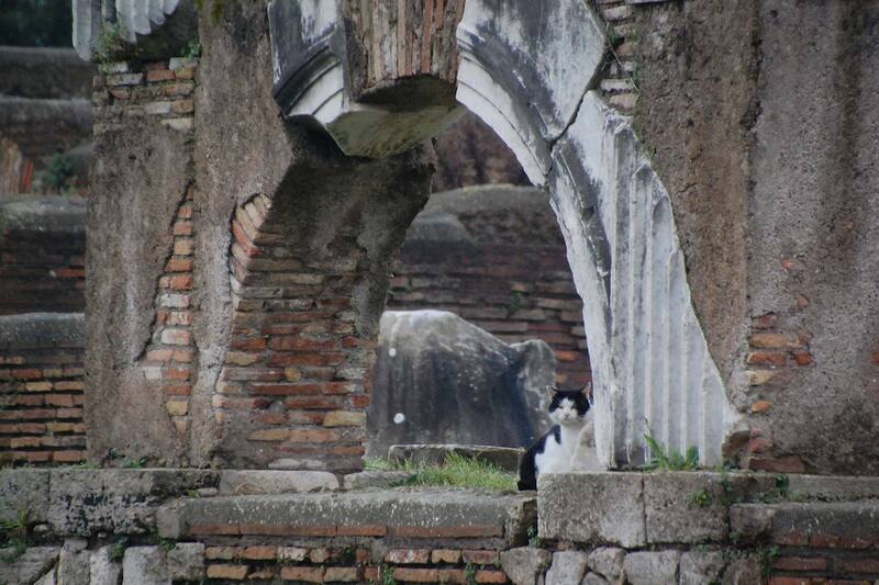 Forum of the Heroic Statue: marble arch with cat